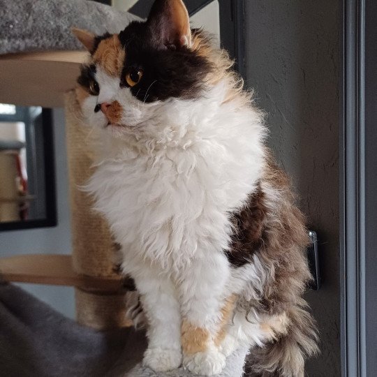 chat Selkirk Rex Longhair black tortie bicolor Songerie Chatterie du Duc de Lorraine