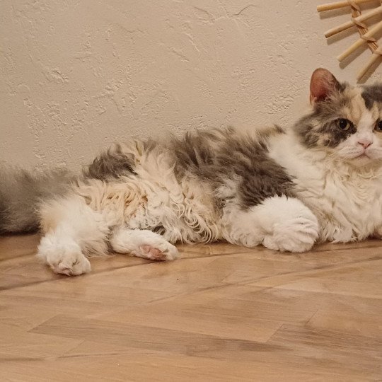 chat Selkirk Rex Longhair blue tortie & blanc Tutti Chatterie du Duc de Lorraine