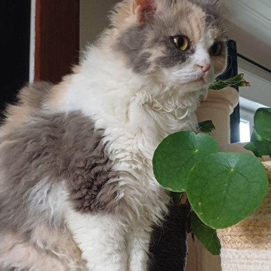 chat Selkirk Rex Longhair blue tortie & blanc Tutti Chatterie du Duc de Lorraine