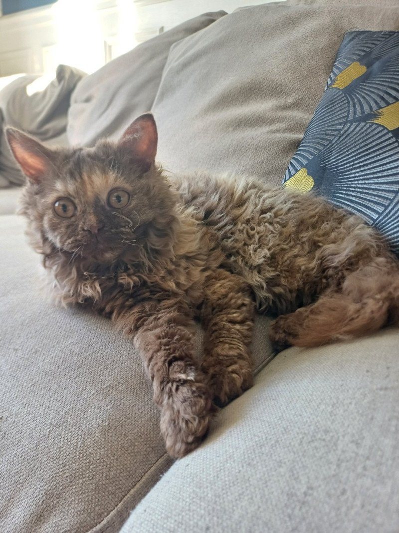 Wanda Du Duc de Lorraine Femelle Selkirk Rex Longhair