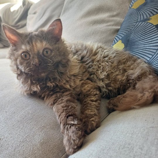 chaton Selkirk Rex Longhair chocolate tortie Wanda Du Duc de Lorraine Chatterie du Duc de Lorraine