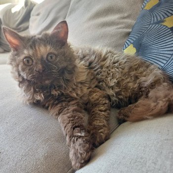 chaton Selkirk Rex Longhair chocolate tortie Wanda Du Duc de Lorraine Chatterie du Duc de Lorraine