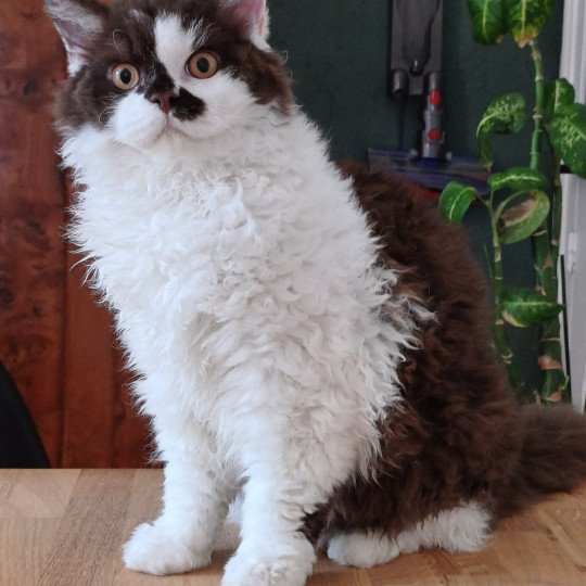 Wook Mâle Selkirk Rex Longhair