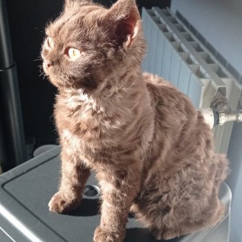 chaton Selkirk Rex chocolate Ugénie Chatterie du Duc de Lorraine