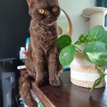 chaton Selkirk Rex chocolate Ugénie Chatterie du Duc de Lorraine