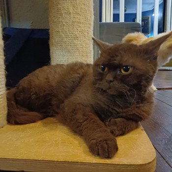 chaton Selkirk Rex chocolate Ugénie Chatterie du Duc de Lorraine