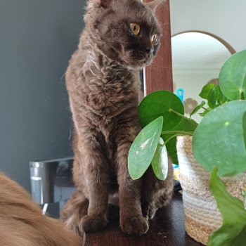 chaton Selkirk Rex chocolate Ugénie Chatterie du Duc de Lorraine