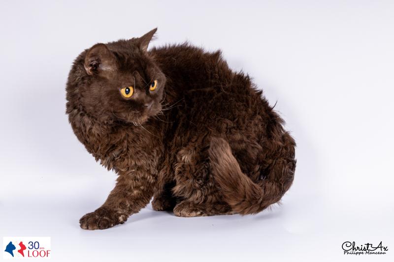 Ugénie du Duc de Lorraine Femelle Selkirk Rex