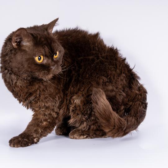 Ugénie du Duc de Lorraine Femelle Selkirk Rex