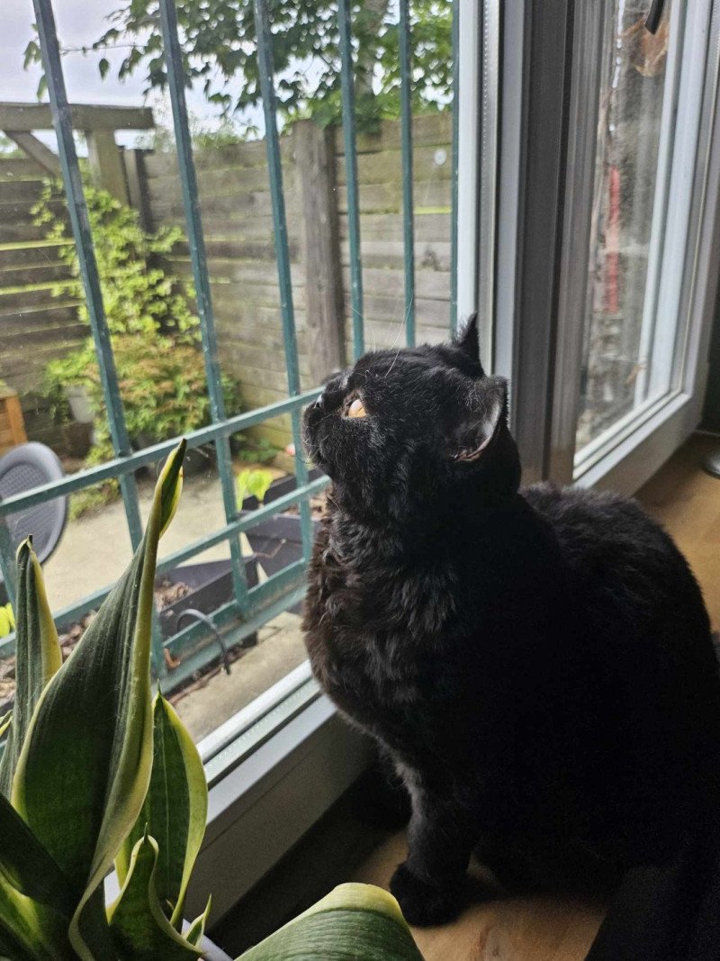 Uriette du Duc de Lorraine Femelle Selkirk Rex