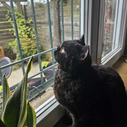 chaton Selkirk Rex black Uriette du Duc de Lorraine Chatterie du Duc de Lorraine