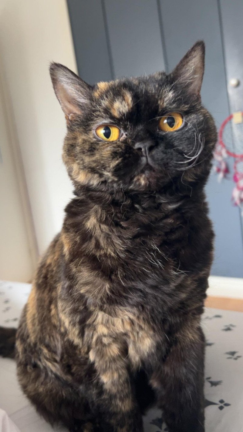 Ursula du Duc de Lorraine Femelle Selkirk Rex