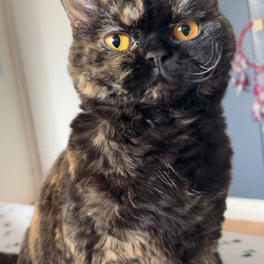 Ursula du Duc de Lorraine Femelle Selkirk Rex