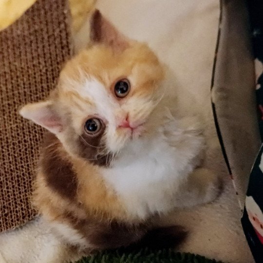 Véronique du Duc de Lorraine Femelle Selkirk Rex