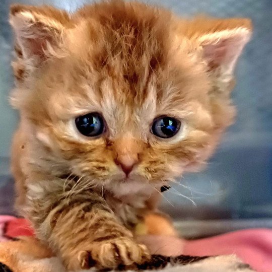 Vivianne du Duc de Lorraine Femelle Selkirk Rex