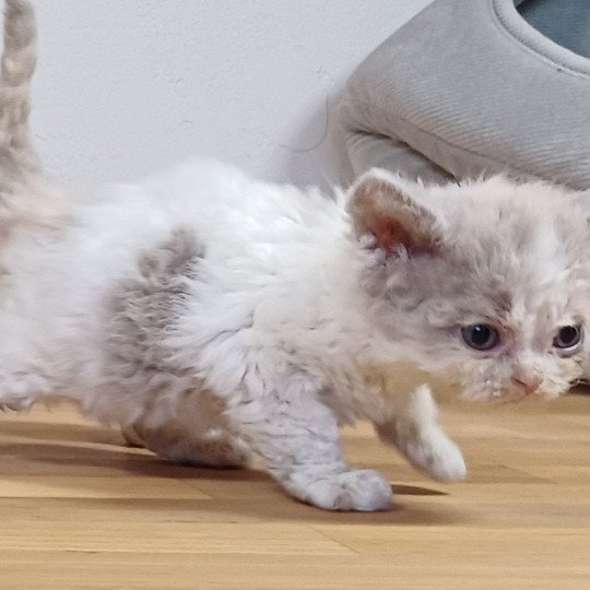 chaton Selkirk Rex lilac tortie & blanc arlequin Ysandre du Duc de Lorraine Chatterie du Duc de Lorraine