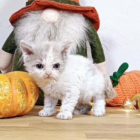 Ysandre du Duc de Lorraine Femelle Selkirk Rex