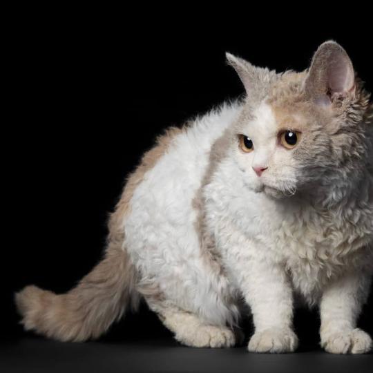 chat Selkirk Rex lilac tortie & blanc arlequin Ysandre du Duc de Lorraine Chatterie du Duc de Lorraine