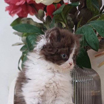 Chaton Selkirk Rex Longhair Radioactive de Mirkwood ❤ Cirratus Wookie 2025 Chatterie du Duc de Lorraine Chaton Selkirk Rex Longhair Radioactive de Mirkwood ❤ Cirratus Wookie 2025 Chatterie du Duc de Lorraine