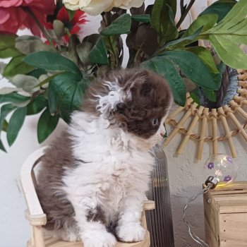 Chaton Selkirk Rex Longhair Radioactive de Mirkwood ❤ Cirratus Wookie 2025 Chatterie du Duc de Lorraine Chaton Selkirk Rex Longhair Radioactive de Mirkwood ❤ Cirratus Wookie 2025 Chatterie du Duc de Lorraine