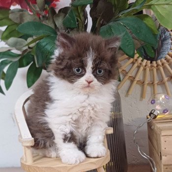 Chaton Selkirk Rex Longhair Radioactive de Mirkwood ❤ Cirratus Wookie 2025 Chatterie du Duc de Lorraine Chaton Selkirk Rex Longhair Radioactive de Mirkwood ❤ Cirratus Wookie 2025 Chatterie du Duc de Lorraine