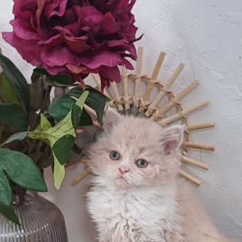 Chaton Selkirk Rex Longhair Chatterie du Duc de Lorraine Chaton Selkirk Rex Longhair Chatterie du Duc de Lorraine